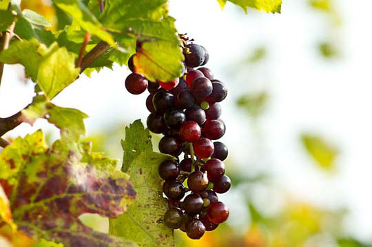 【视频教程】详细的不间断呼叫软件